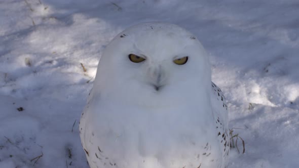 Arctic Owl