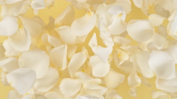 Super Slow Motion Shot of Flying White Rose Petals Towards Camera on White Background at 1000 Fps