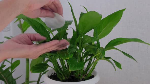 Man Hand Spraying with Water Spathiphyllum Using Pulverizer