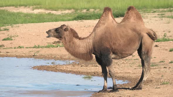 Free Herd of Wild Camels in Natural Lake Water