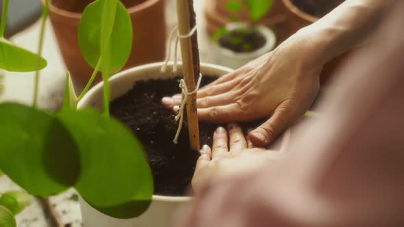 Crop female gardener pressing soil in pot