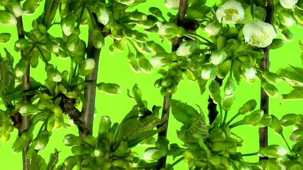 Cherry pattern footage 4K. Spring concept. biological background.