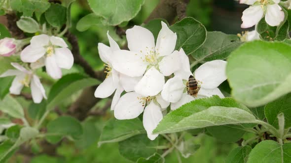 Honey Bee Pollinating Apple Blossoms