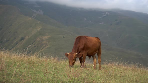 A Young Bull Graze on the Green Hills Against the Backdrop of the Caucasian Cloudy Mountains.