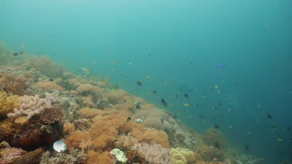 Coral Reef with Fish Underwater