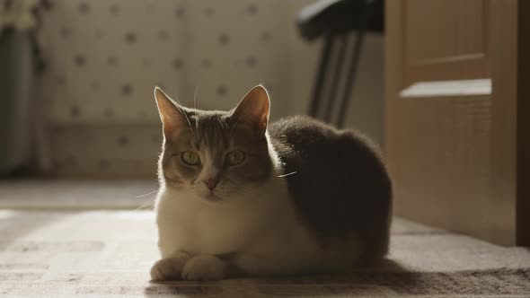 Optical Zoom Out From a Cat Staring Straight Into the Camera in a Ray of Summer Sun Light