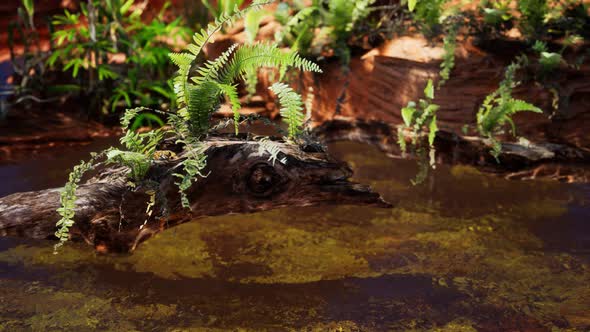 Tropical Golden Pond with Rocks and Green Plants