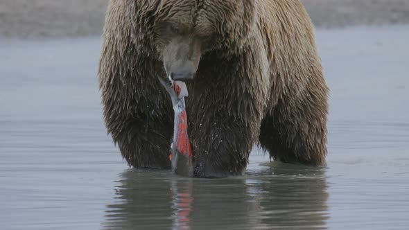 Grizzly Bear Pulling Flesh Off Live Salmon