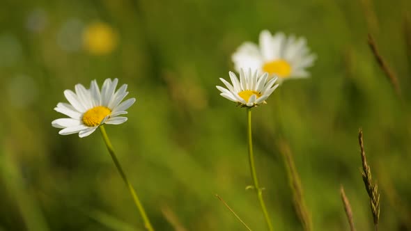 Chamomile Flowers on Green Summer Meadow High in Mountains, Natural Herb Blossom