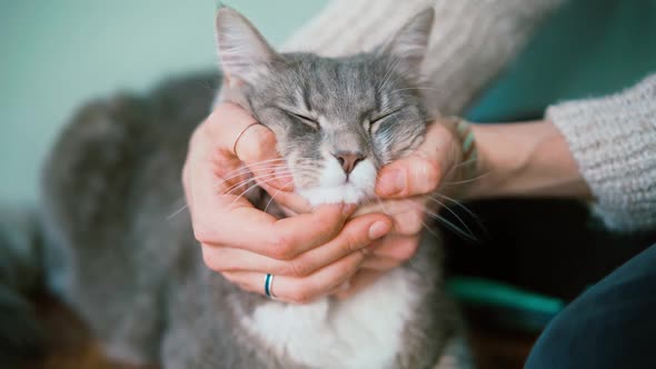 A Woman Petting Her Cute Grey Fluffy Cat
