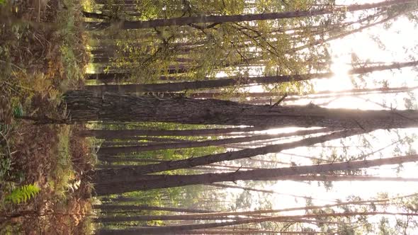 Vertical Video of Trees in the Forest in Autumn