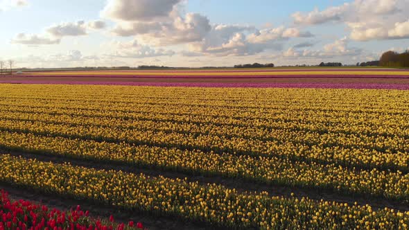 Aerial: colourful tulip fields growing in Netherlands countryside, 4k landscape