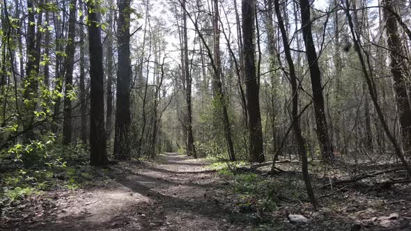 Aerial View of the Road Inside the Forest