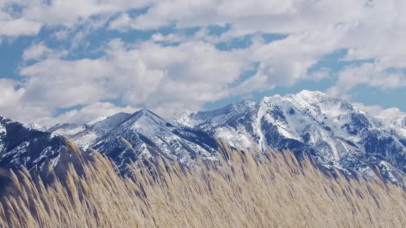 Panning view of grassy reeds blowing in the wind with snow capped mountain