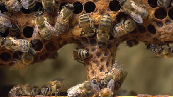 Queen Cells Along the Edges of the Combs Swarm Cells