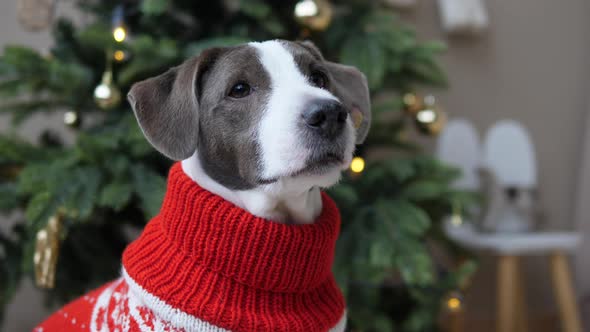 Close Up of Adorable Doggy in Knitted Red White Sweater in Front of Spruce Tree with New Year