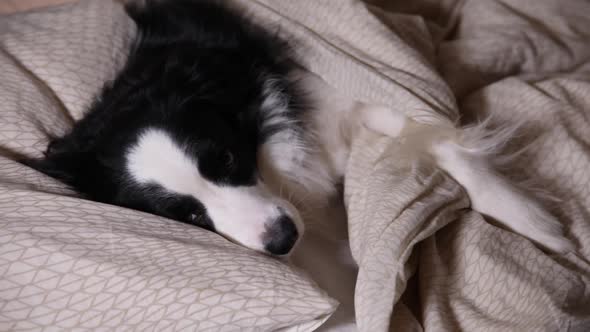 Funny Cute Puppy Dog Border Collie Lying on Pillow Blanket in Bed