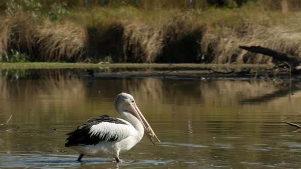 Large white pelican takes an oversized bread roll into the water of a pond to break it down to eat.