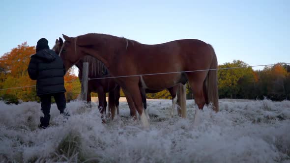 kid is feeding 3 horses on a frosty field in the forest. it's a blue sky with red and yellow trees b