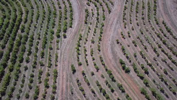 Landscape Of A Winery Vineyards In Barossa Valley, Adelaide, South Australia. Aerial Drone Shot