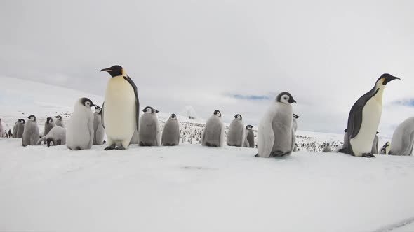 Emperor Penguins with Chiks Close Up in Antarctica