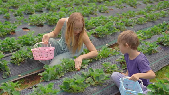 Young Woman and Her Little Son Collect Strawbery on an Eco Farm. Ecoturism Concept