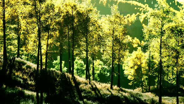 Valley with Autumn Trees Among the Mountains Lit By the Sun at Sunset