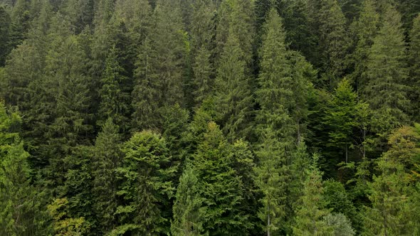 Pine Tree Forest Drone Shots Going Up