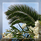 White Flowers And Palm Tree On A Wind - VideoHive Item for Sale
