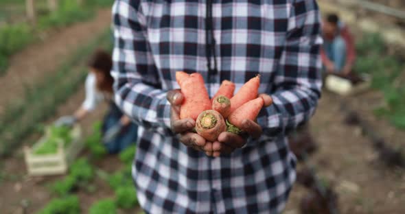 African farmer man holding carrots Fresh organic vegetables - Healthy food and harvest concept