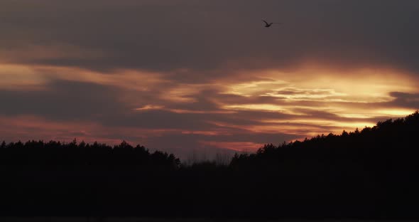 Sunset In The Forest Timelapse