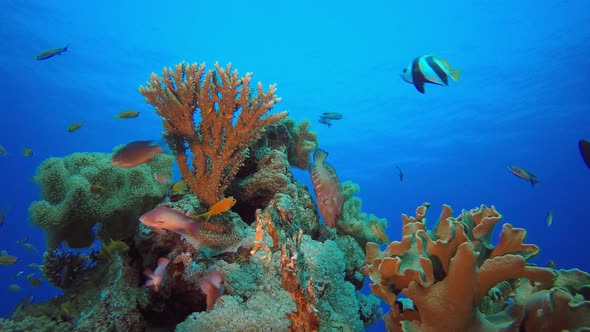 Underwater Fish Orange