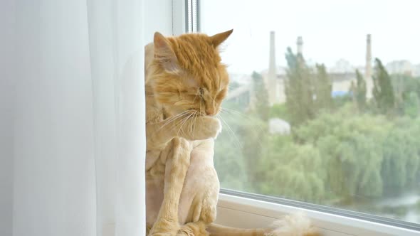 Trimmed Cat with Ginger Fur is Sitting on Windowsill After Grooming and Trimming During Summer