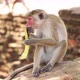 Monkey eating banana in Sri Lanka - VideoHive Item for Sale