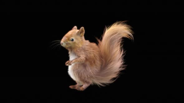 73 Squirrel Dancing HD