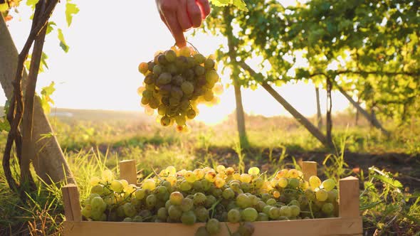 During Harvest Close Up the Hand of a Farmer Picking a White Grape in the Box