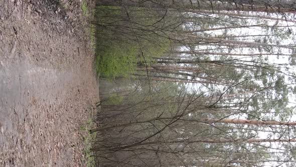 Vertical Video of a Road in the Forest Slow Motion