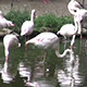 Drinking and Nesting Flamingos - VideoHive Item for Sale