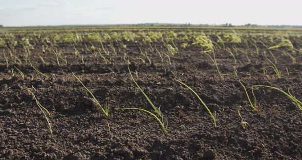 Long Rows Of Carrot Sprouts