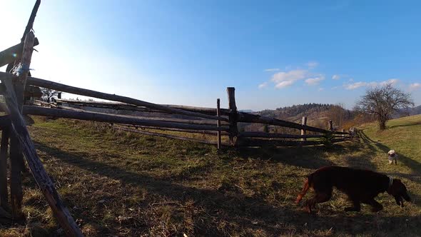 Beautiful obediendt brown Irish Setter jumping over barrier. Super slow motion. HD