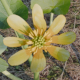Lesser celandine - 3DOcean Item for Sale