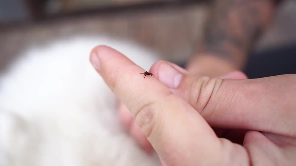 Hands Remove the Tick From the Dog's Fur