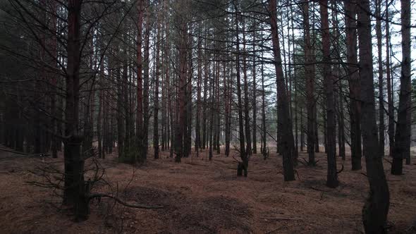 Through The Old Autumn Forest