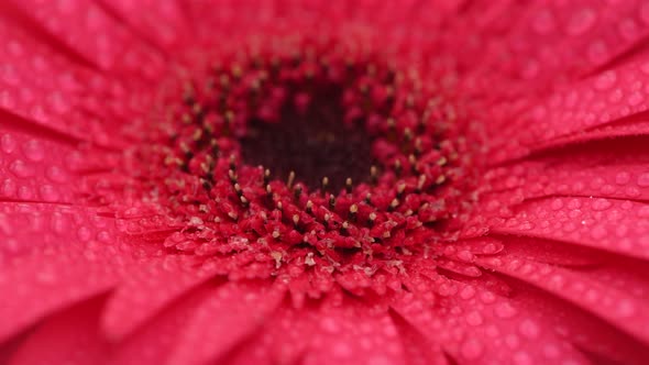 Gerbera Flower Close up