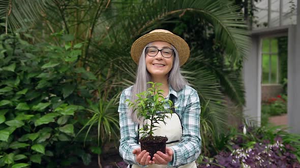 Senior Woman in Hat Standing in Greenhouse and Presenting Decorative Plant into Camera