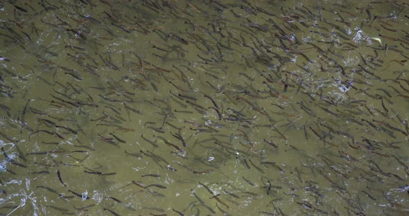 Trout Flocks In The Rearing Pond 2