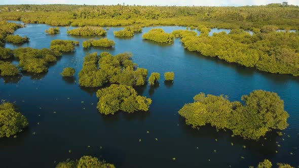 Mangrove Forest in Asia