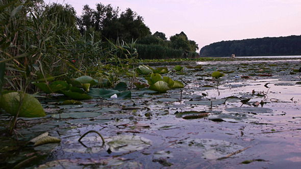Vegetation on Lake 1