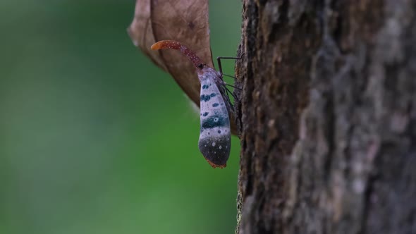Seen moving up on the bark of the tree as seen from its side, Lantern Bug Pyrops ducalis, Khao Yai N