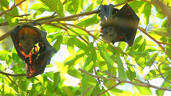 Flying Foxes